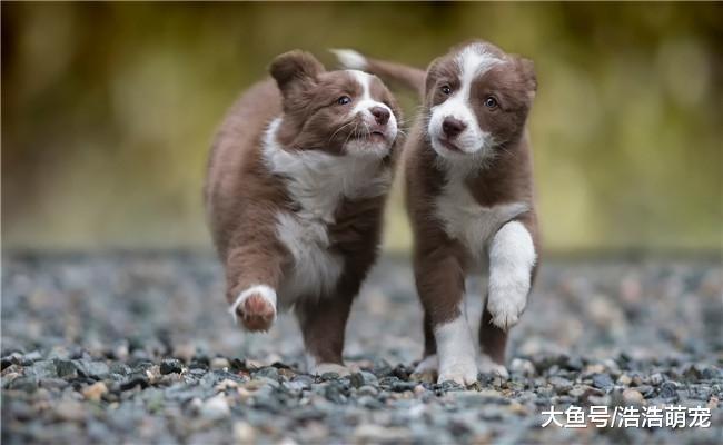 不要对养狗的人说这5句话, 他们听到会很生气