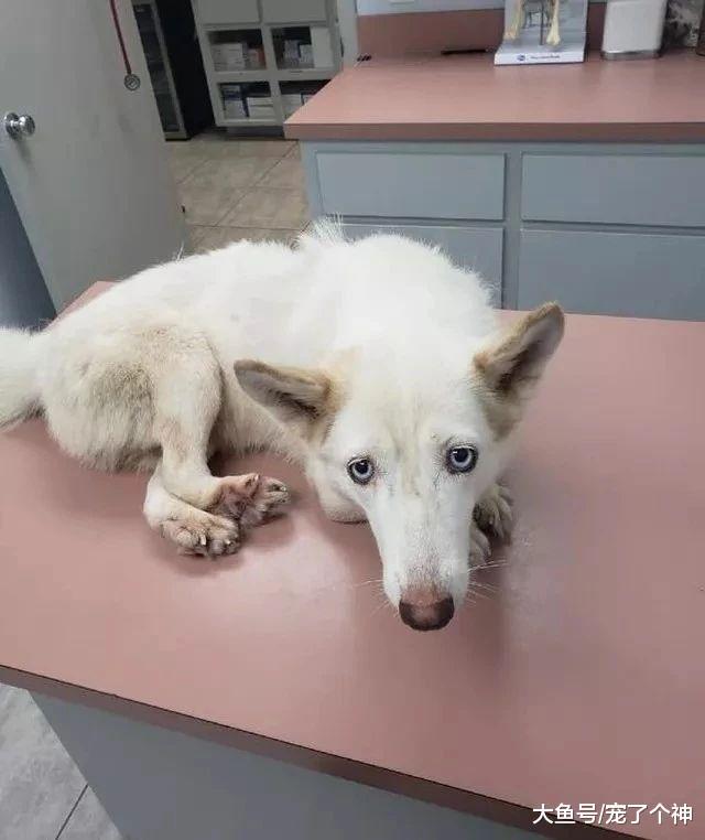 养狗后只让它在笼子里活动? 求你了, 别养狗!