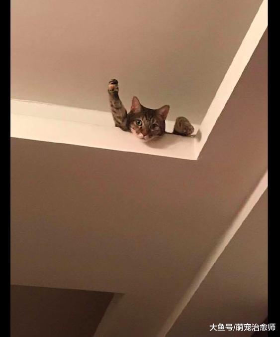 猫咪在房顶上看主人, 还做出了超人的招牌动作, 要去拯救世界吗?
