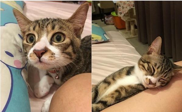 听见胎动声变温柔, 好动猫贴妈妈肚子上认真到脸歪: 谁在里面?