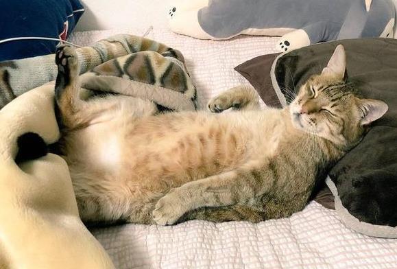 主人在家加班到半夜, 猫咪趴在床上等他睡觉, 主人心都暖化了