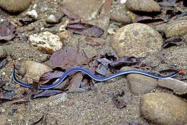 地球上十大最漂亮的蛇, 香蛇第八, 缅甸巨蟒第四, 第一似翡翠