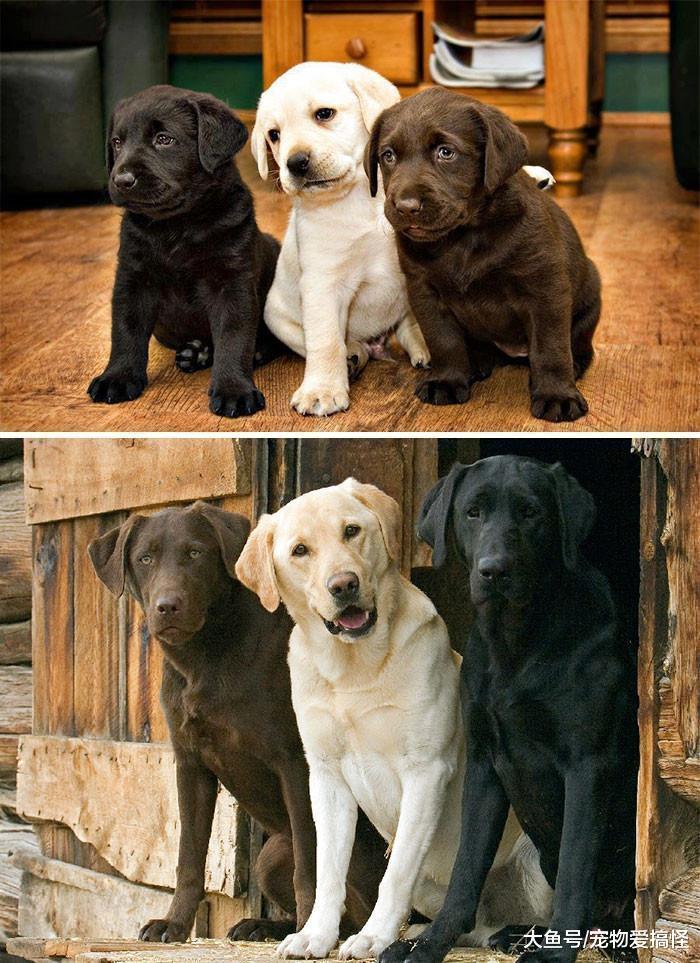 18张照片让你相信友情跨越物种, 太温馨啦!