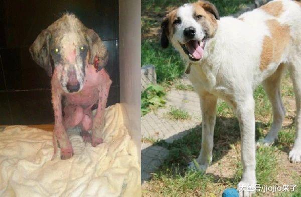 耳朵撕裂、浑身虱子、没有毛发, 瘦成皮包骨, 获救后的它判若两狗