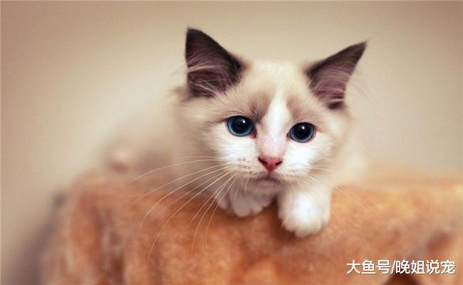 最听话的5种猫咪, 第一种很温顺, 第四种几乎不会生气