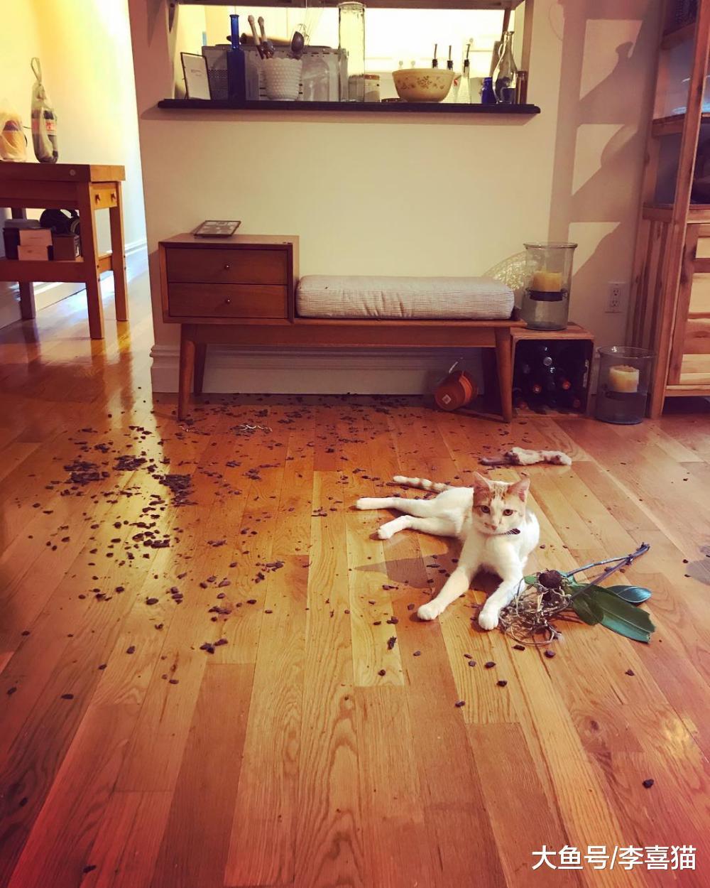 看看别人家乖巧的猫咪, 再看看自己家的小霸王, 这对比也太强烈了