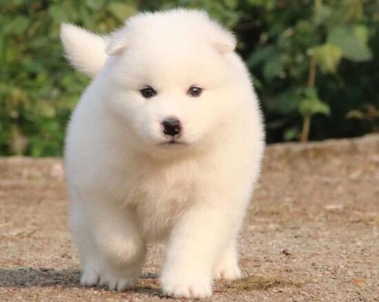 怎样做好萨摩耶面部的清洁护理工作