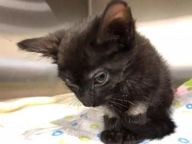 警察在被遗弃的垃圾袋里, 发现了一只被虐待濒死的小黑猫!