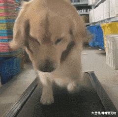 拉拉犯错后, 主人上去就是一巴掌, 瞬间把它给打懵了: 我做错啥了