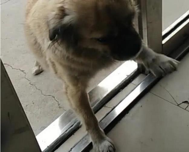 好心人让流浪狗进屋取暖, 狗狗却怕弄脏地不愿进, 好人不禁落泪