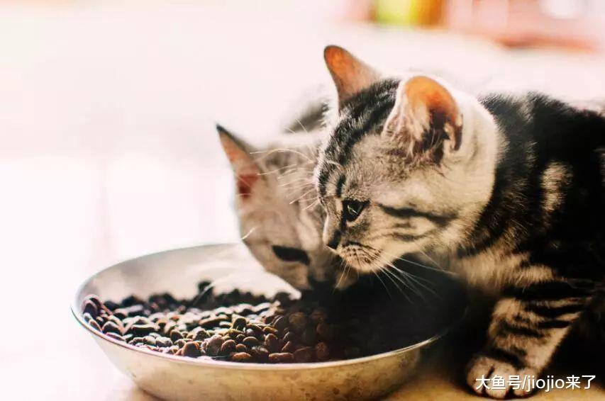 猫咪究竟喂干粮好还是湿粮好, 事实上无论吃什么这条准则必须遵守