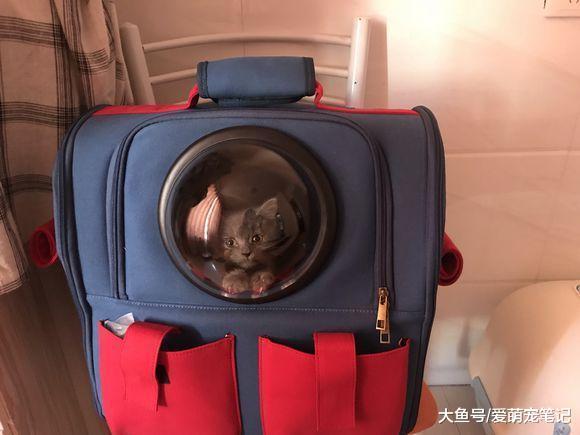 女孩自从告别云吸猫后, 每天都是小心翼翼地照顾着小蓝猫, 好温馨