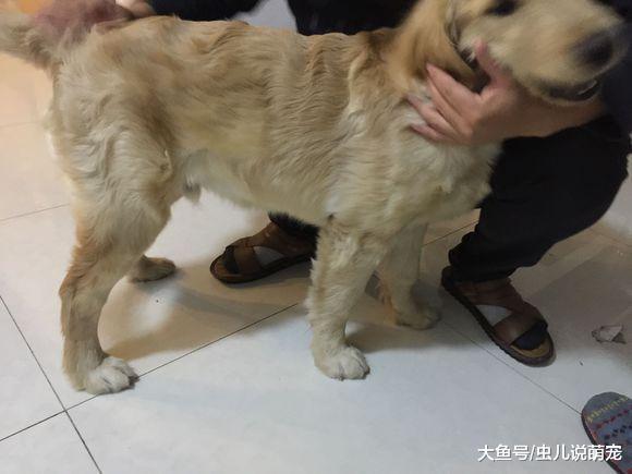 金毛长到了尴尬期, 网友嫌弃的说它几句, 金毛就闹脾气