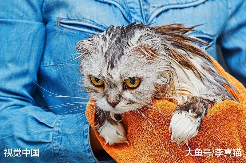 猫咪不能频繁洗澡, 特别是冬天到了, 要给它们洗澡需要注意这些事