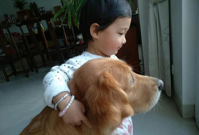 最适合作为家庭陪伴犬的金毛, 在饲养前你需要做哪些工作?
