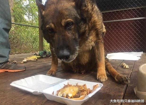 为了救人而出生入死, 退役搜救犬安乐死前人们以英雄的方式与它道别