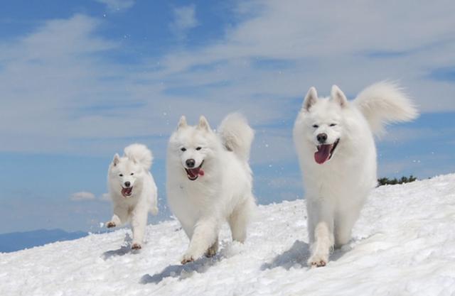 5个原因告诉你, 最好不要和汪星人一起睡觉!