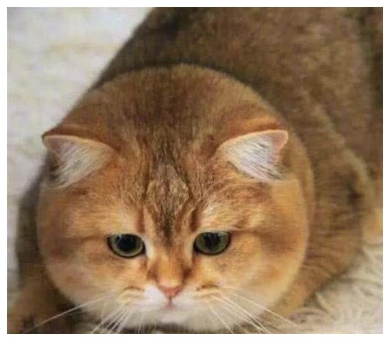 猫咪胖成了个雕塑样, 主人还以为要当妈妈了, 可兽医揭穿了它