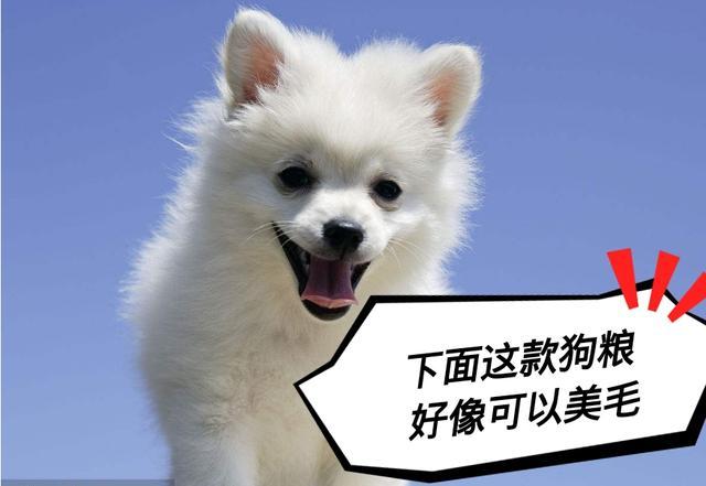 朋友, 千万不要被“坑”了, 萨摩耶可不是微笑天使!