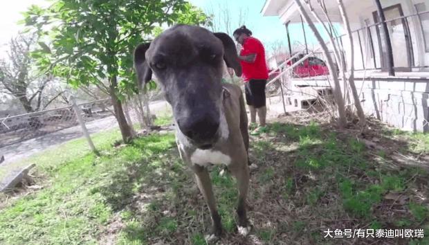 与失踪三年的爱犬重逢, 汪汪流浪了500公里, 这只狗狗和主人重逢的画面真的让人爆哭!