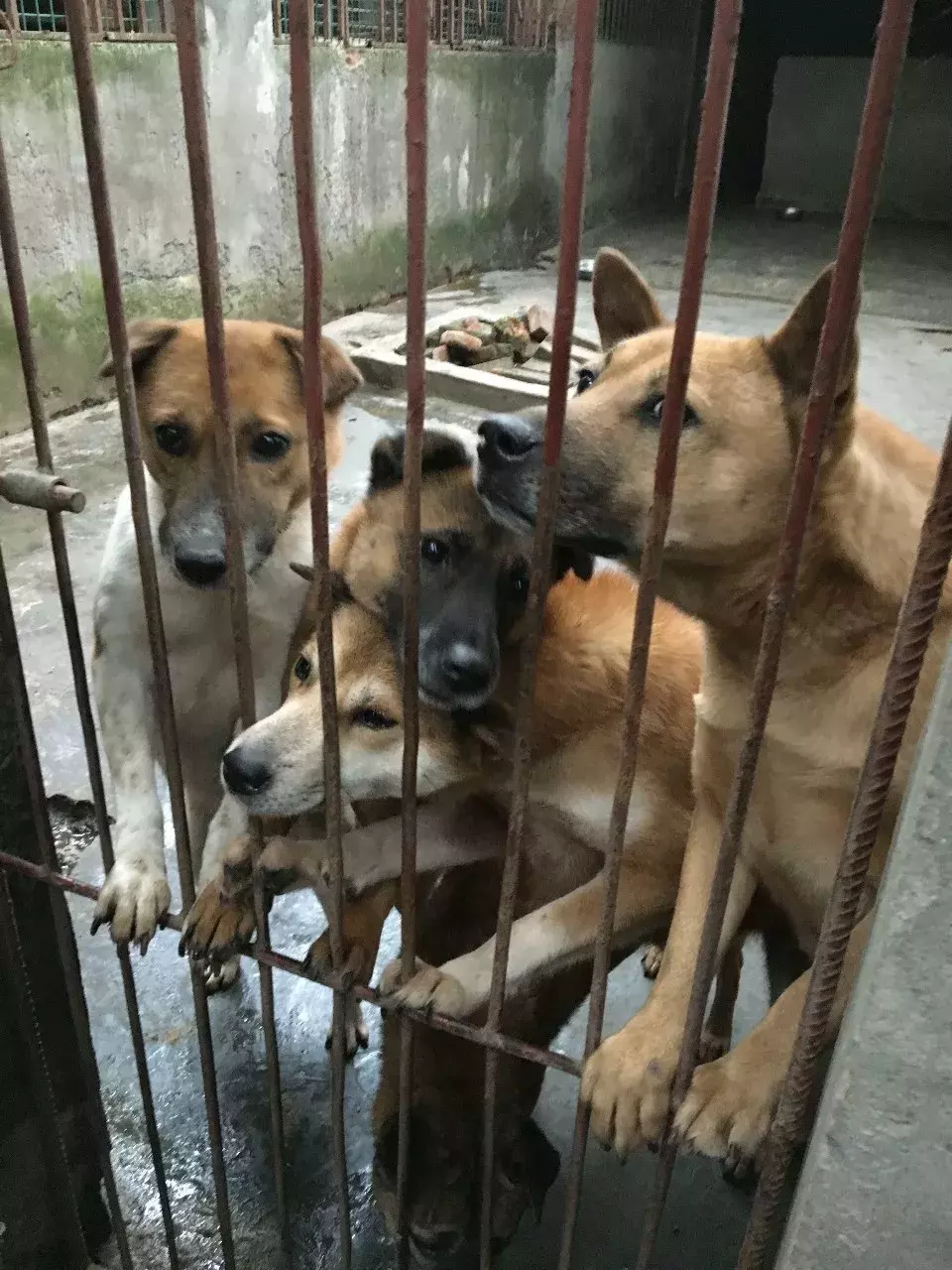 七旬老人为救猫狗, 低头求人, 辛酸救助看哭众人...