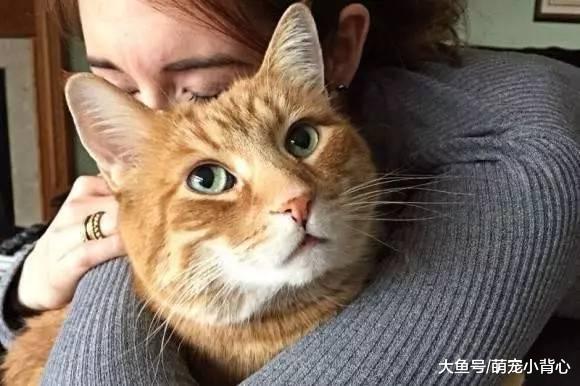 最自来熟的几种猫咪, 铲屎官都要吃醋啦~