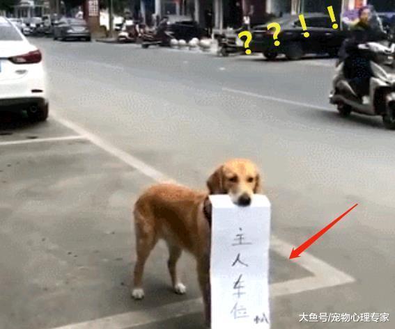 看到一个空车位刚想入库, 却被一只金毛拦住: 这是我主人的