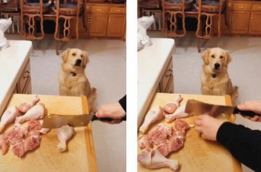 金毛在一边看主人剁鸡腿, 表情亮了, 又怕又馋的样子笑哭主人