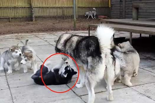 哈士奇妈妈为了逃避喂奶, 做出这个举动, 主人一看笑到胃抽筋