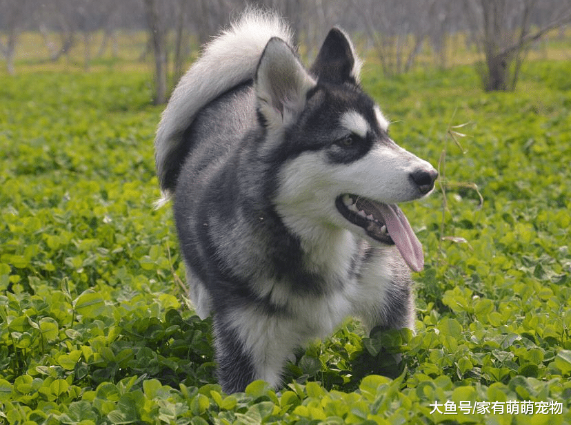 狗狗有这5个表现, 是在提醒你它很无聊, 该陪它玩会了!