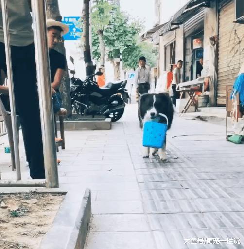 家里没面条了, 主人让边牧狗狗出去买面条, 狗狗出色的完成了
