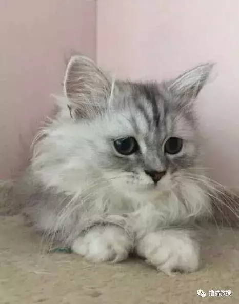 白雪公主和两只大舔狗: 如果不是真的喜欢, 谁又喜欢做舔狗呢