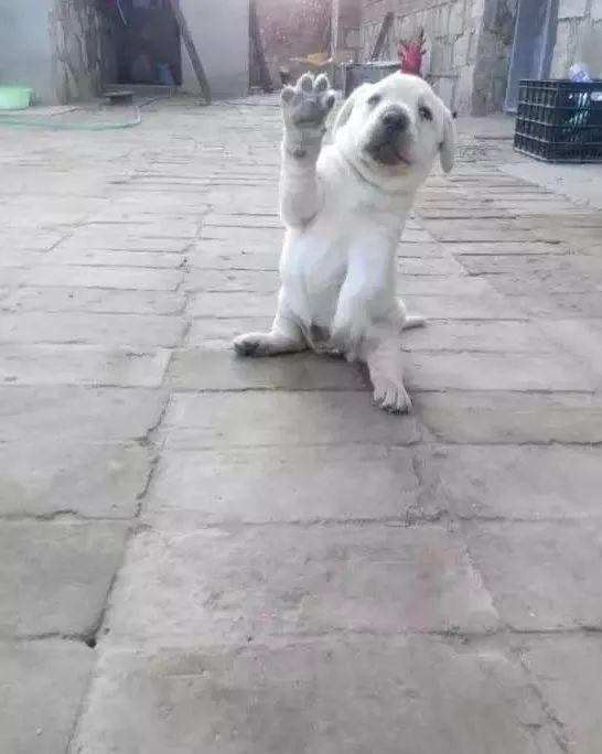 谁说土狗土了? 那你是没见过这样子的它们!