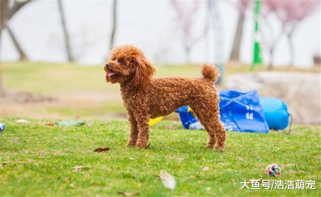 下面五种狗狗, 看一眼就喜欢上它们了, 能养一种就知足了