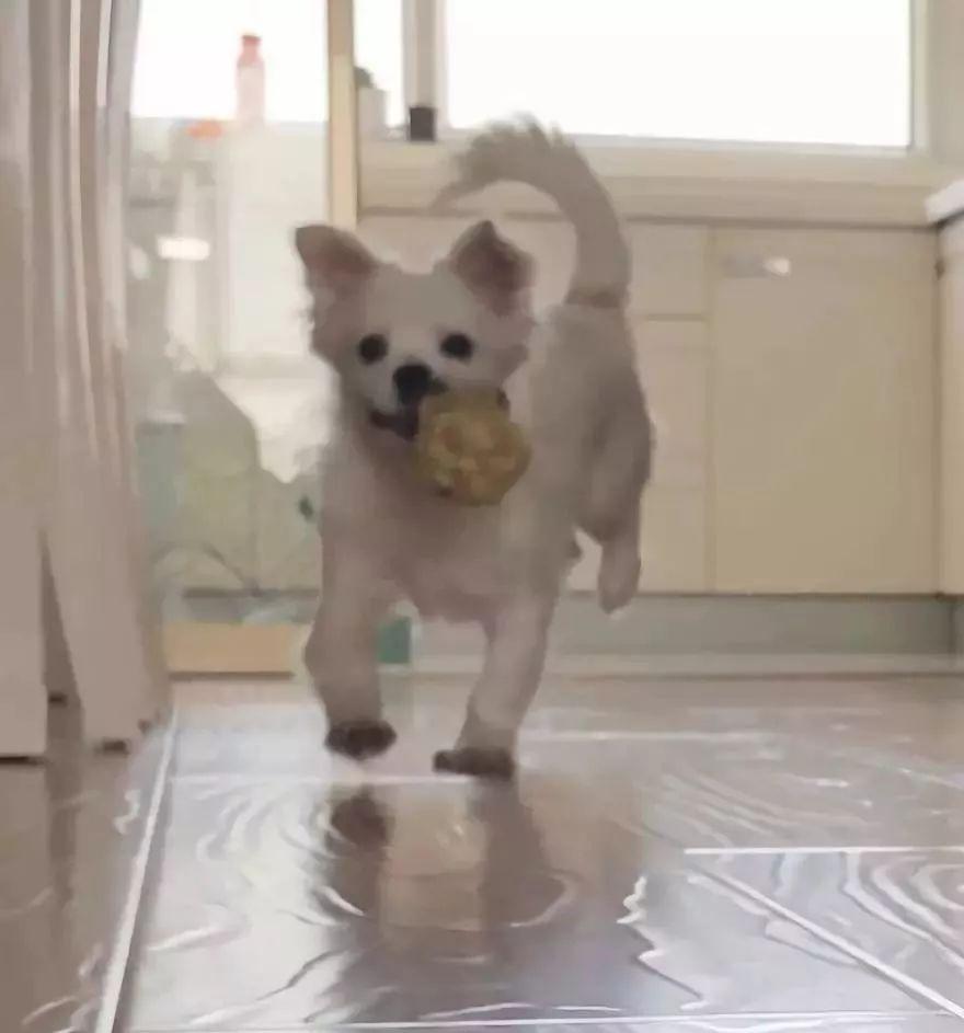 谁说土狗土了? 那你是没见过这样子的它们!