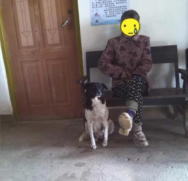 忠心土狗, 发现主人生病, 寸步不离!