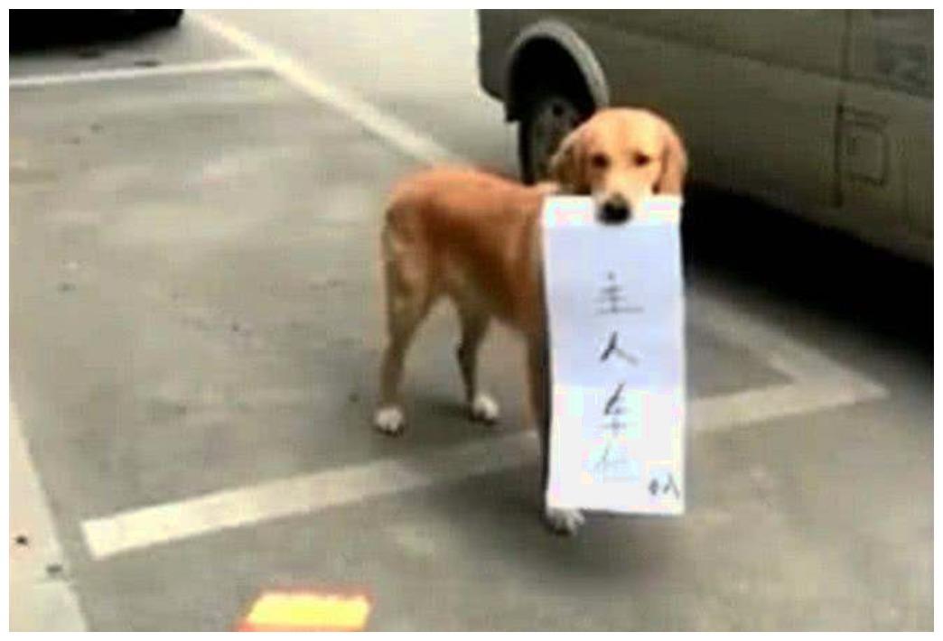 狗狗帮主人保护车位, 用的手段: 原始中透露一丝丝霸气与坚定