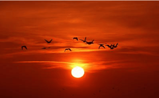 这种动物每年回来都减少, 原因并不在中国, 而是因为他们