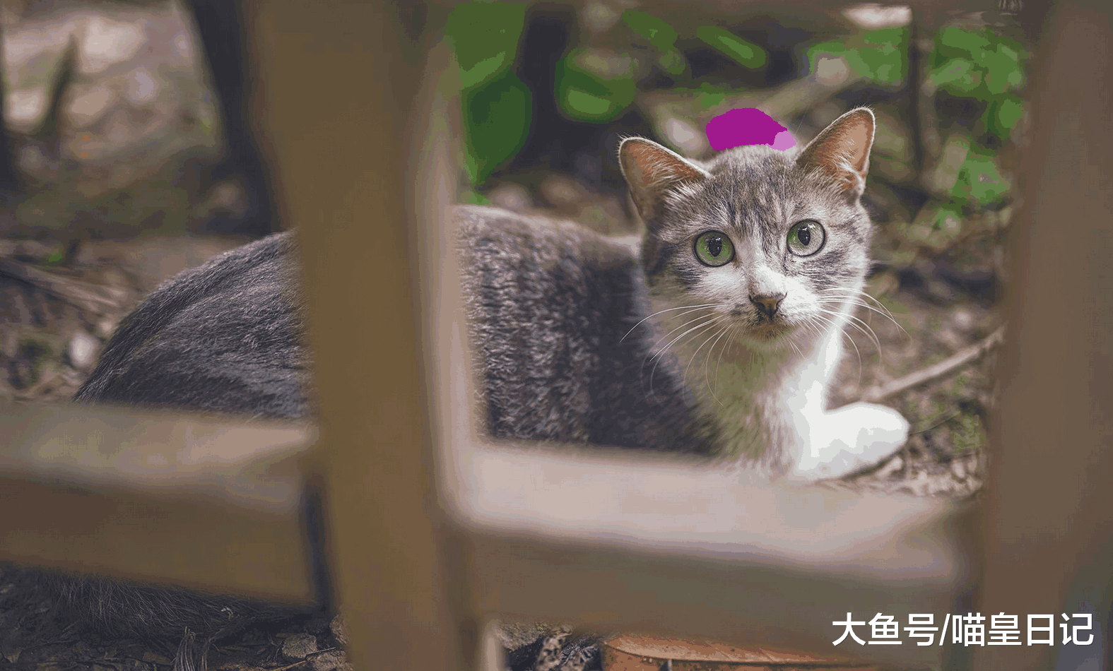 养猫是一件麻烦的事吗? 铲屎官: 是的, 怕麻烦的人就不要养了!
