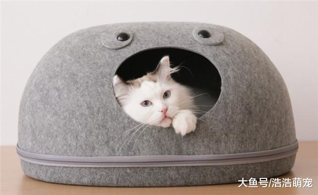 想要猫咪活的更好, 宠主要在下面5个方面下功夫