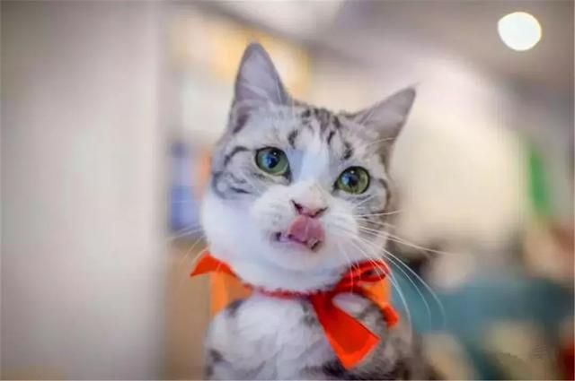 店主年薪十万聘请吃货猫, 百只猫咪竞争试吃官, 工作只是吃吃吃!