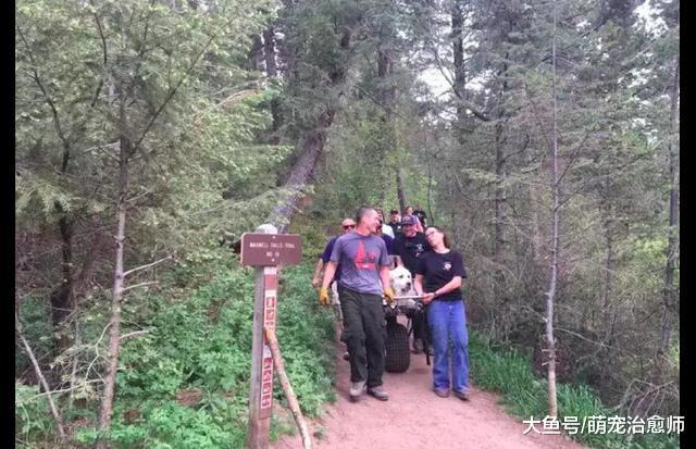 主人带狗爬山减肥, 到山顶后就不愿走了, 人们只好把它抬到山下!