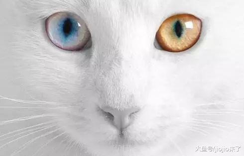 铲屎官注意! 猫咪做出这五个动作表示它们真的生气了