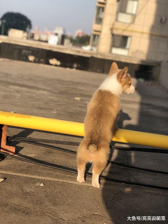 柯基在家要穿衣服才行，出去玩可以不穿，得知原因后才明白