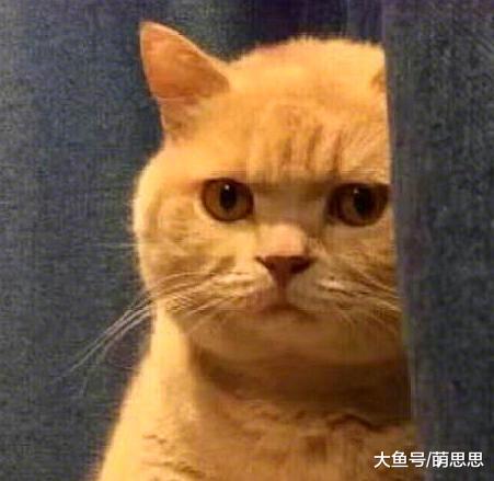 粗心主人把猫咪落在了车站，回去找猫咪，看到它的样子笑喷了