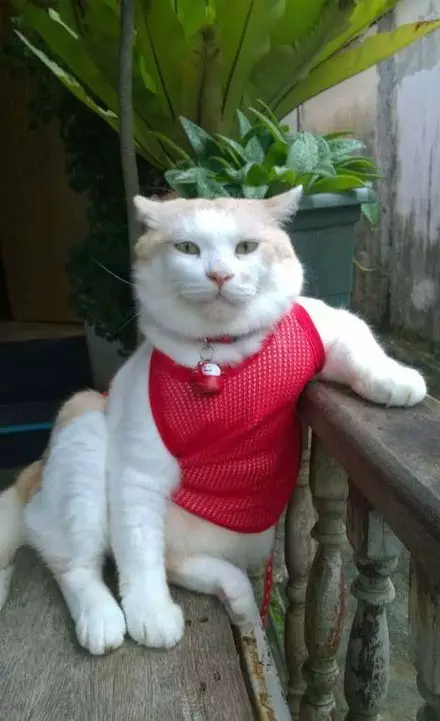 奶奶手酸到医院检查，医生问是否干了重活。奶奶：家里有一只胖猫