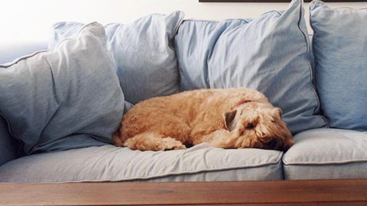 5個瞬間，讓主人覺得狗砸長大了