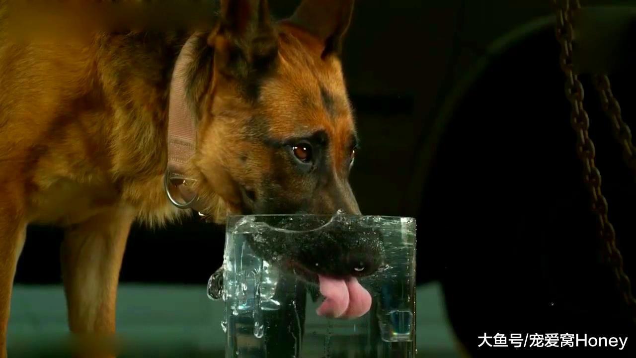 寵物不能喝自來水，喝了會生病的，快來漲漲知識！