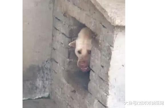 善良的女人捡了一只小狗，带回家收养，小狗长大后：猪狗不如？
