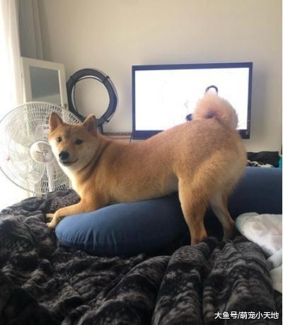 听到爸爸要回来了, 柴犬立刻原地站立变袋鼠举手卖萌